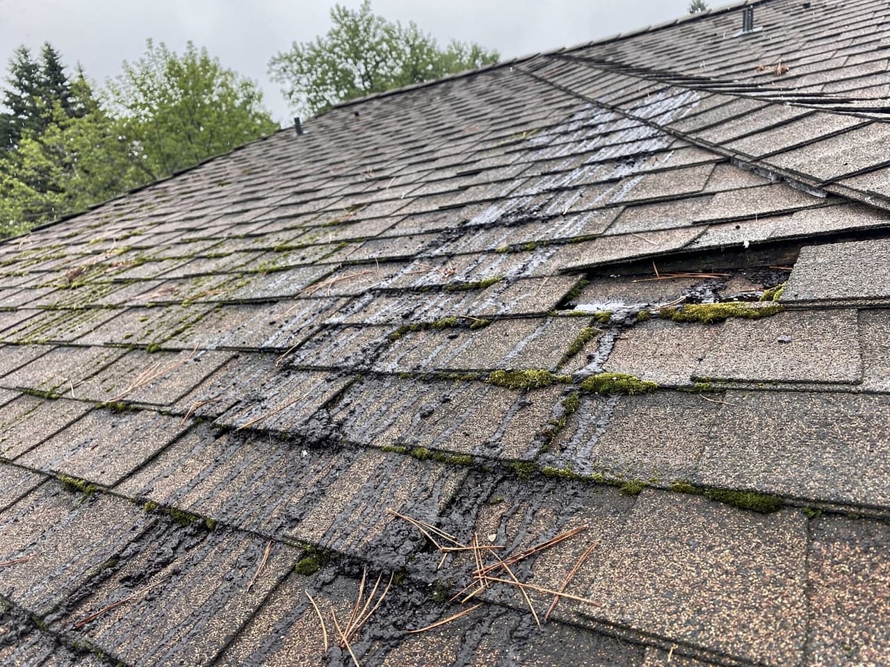 An asphalt composition shingle roof streaked black and green with algae and moss