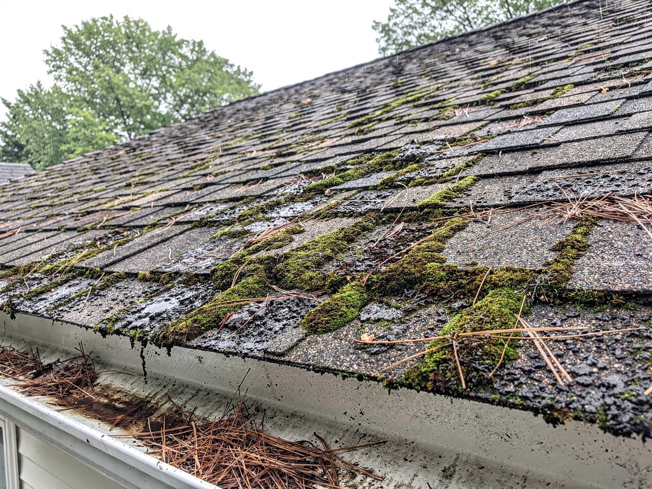 A mossy, streaked asphalt roof before a low-pressure soft wash