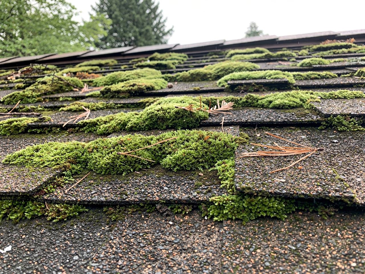 Thick clumps of green moss growing along the shingle seams of a roof