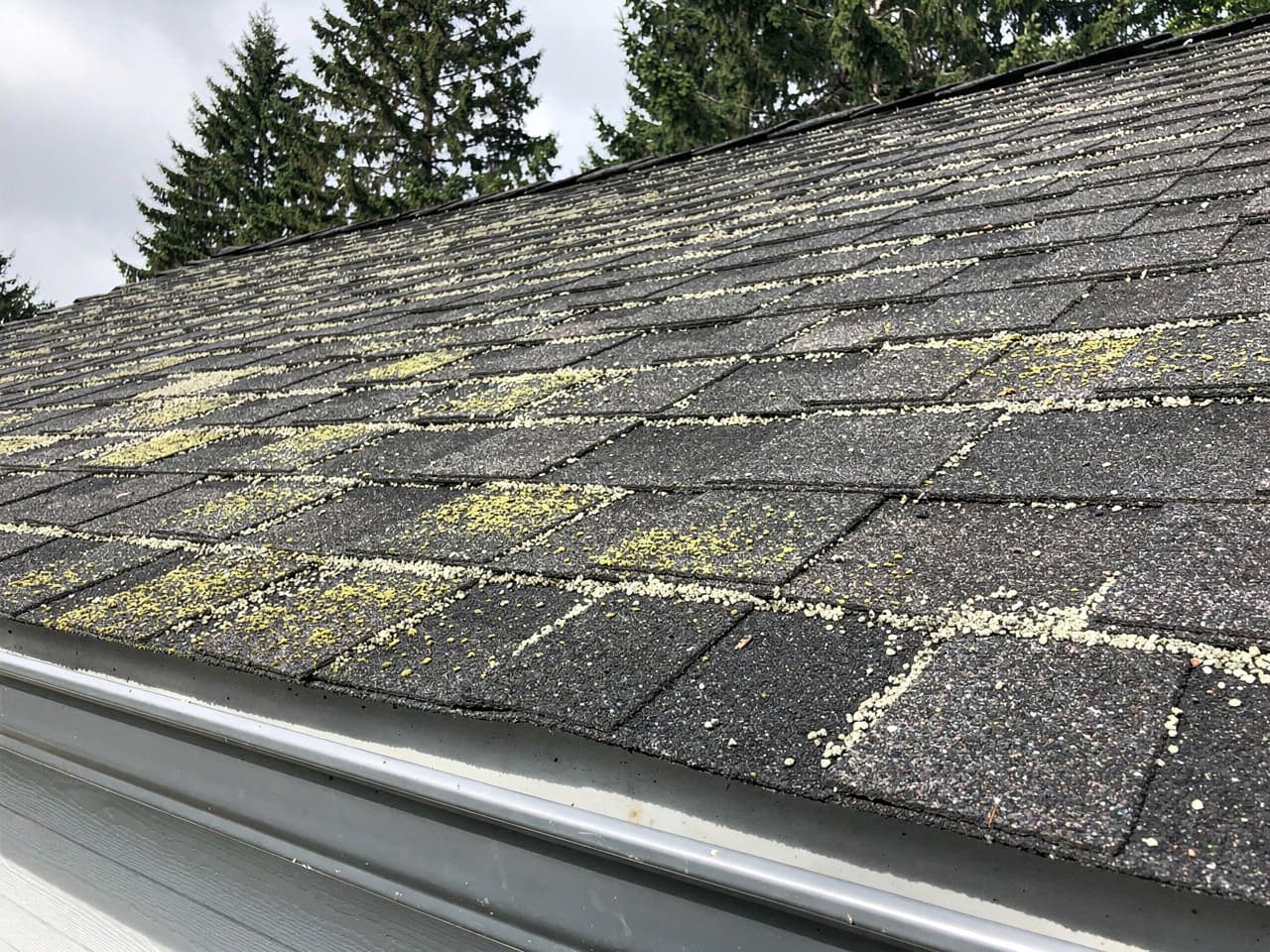 Moss Treatment by Brisk Roof & Gutter Cleaning